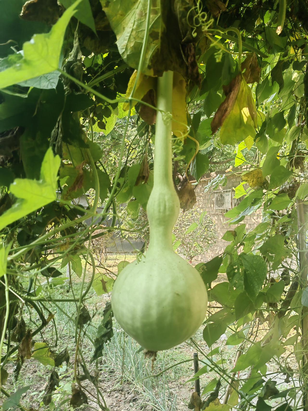 近日，周末到小公园散步走，在一处民房旁边看见一株没人打理的葫芦藤，顺着半塌的砖缝