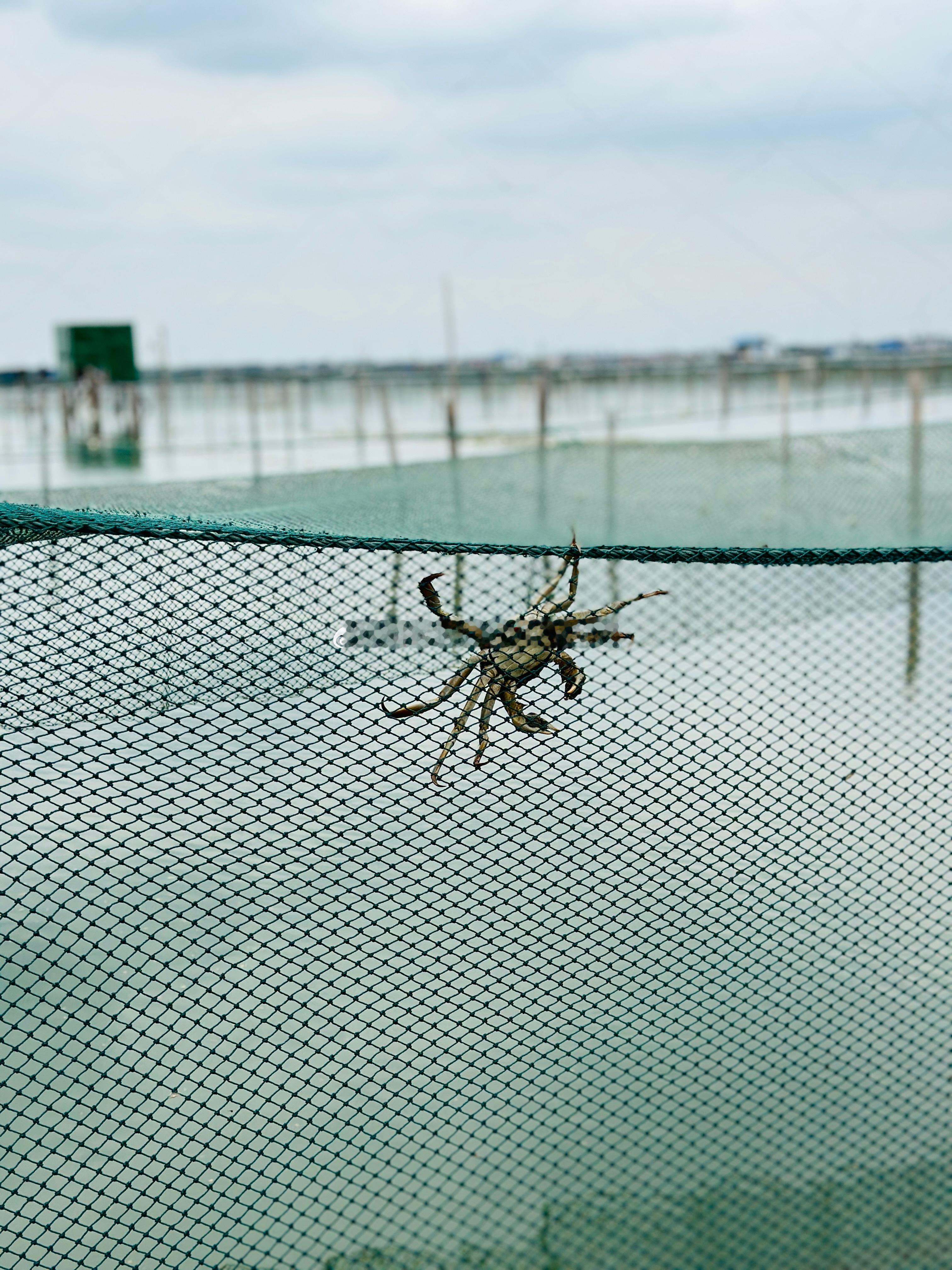今年蟹的近况更新🦀最近好多老粉丝私信问我：大闸蟹什么时候开湖？跟大家同步下近况