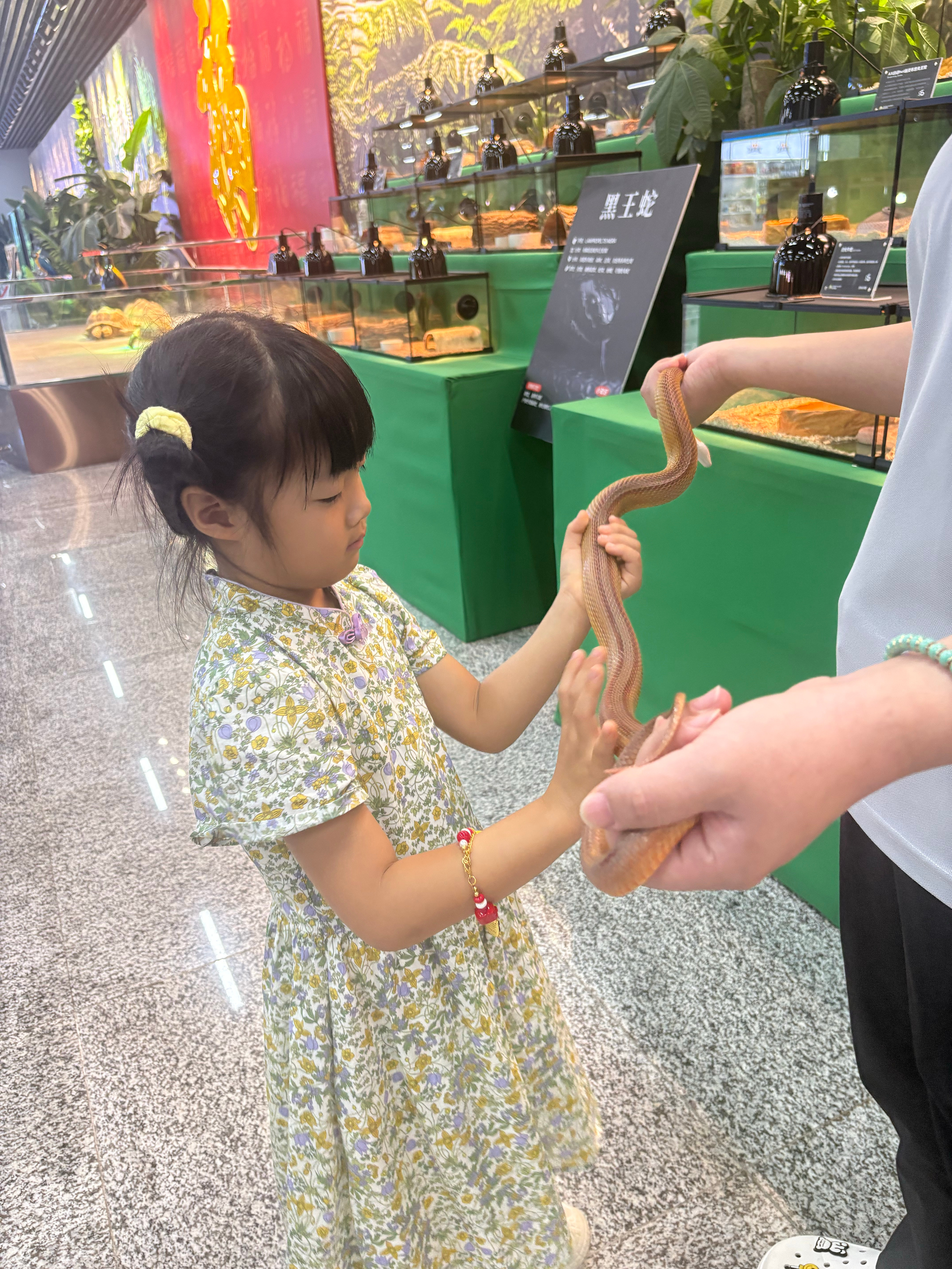 没想到妹居然敢这样把玩。虽然是宠物蛇无毒 
