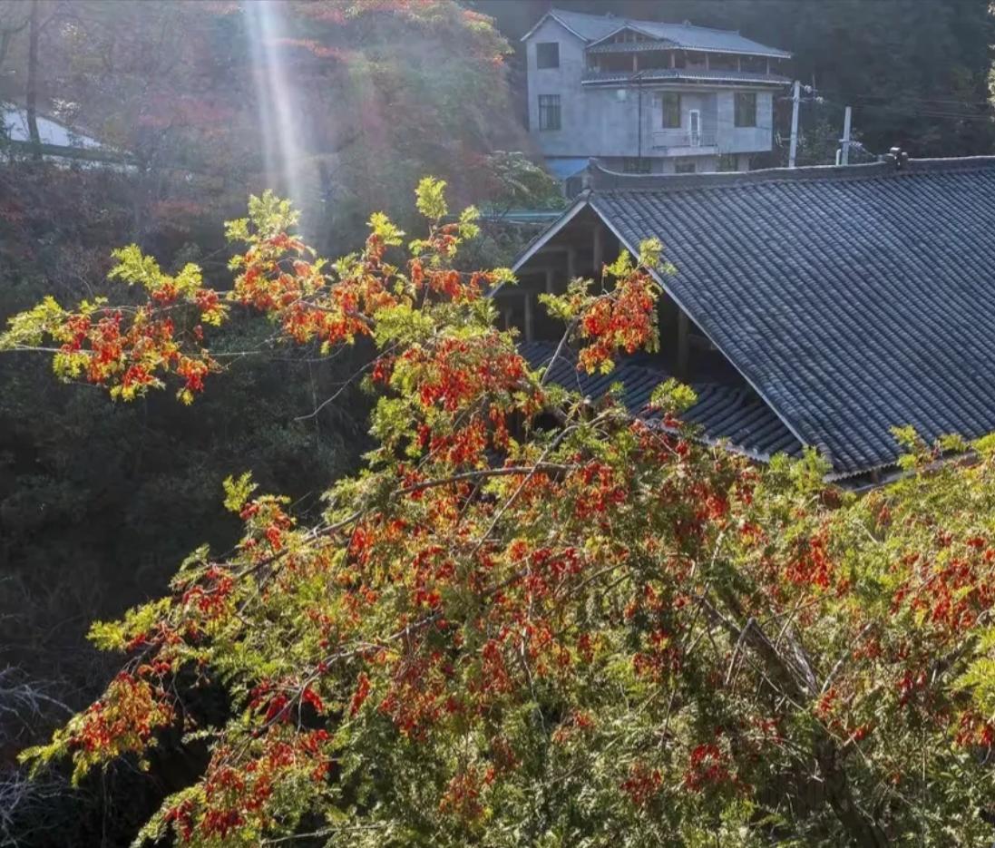 甘肃，老人途经某山梁时，发现了三株野生红豆杉，便小心地将其拔出，装入自制的塑料背