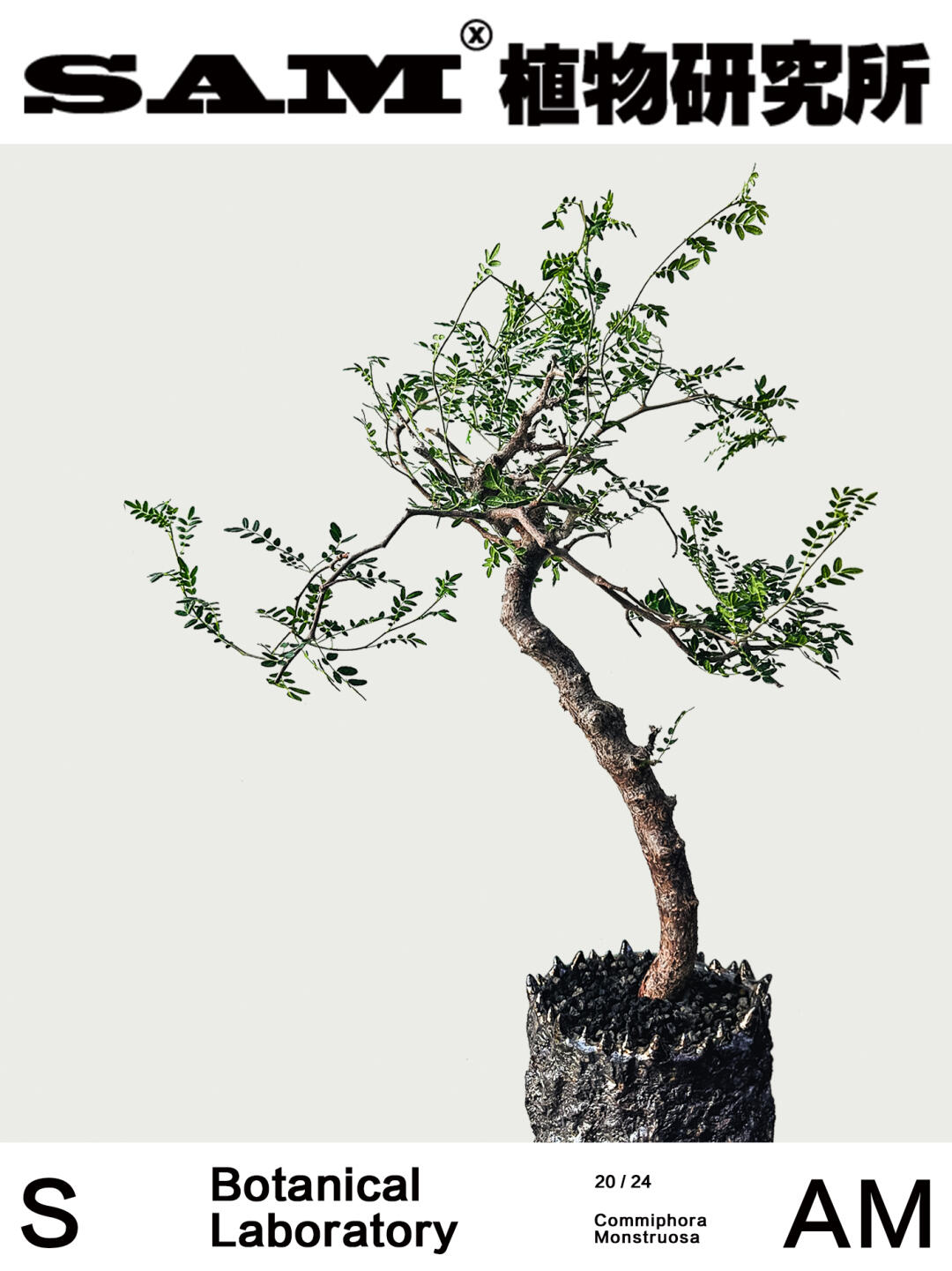 滔天橄榄｜Commiphora Monstruosa