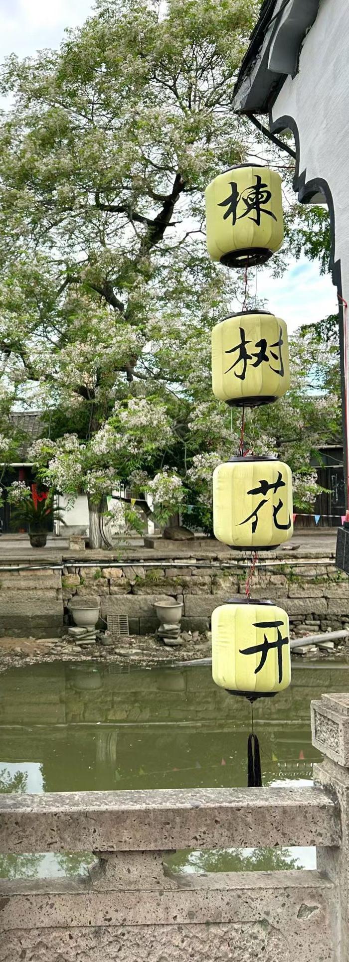 5月9日西小河苦楝树。苦楝树 苦楝花 绍兴苦楝树
