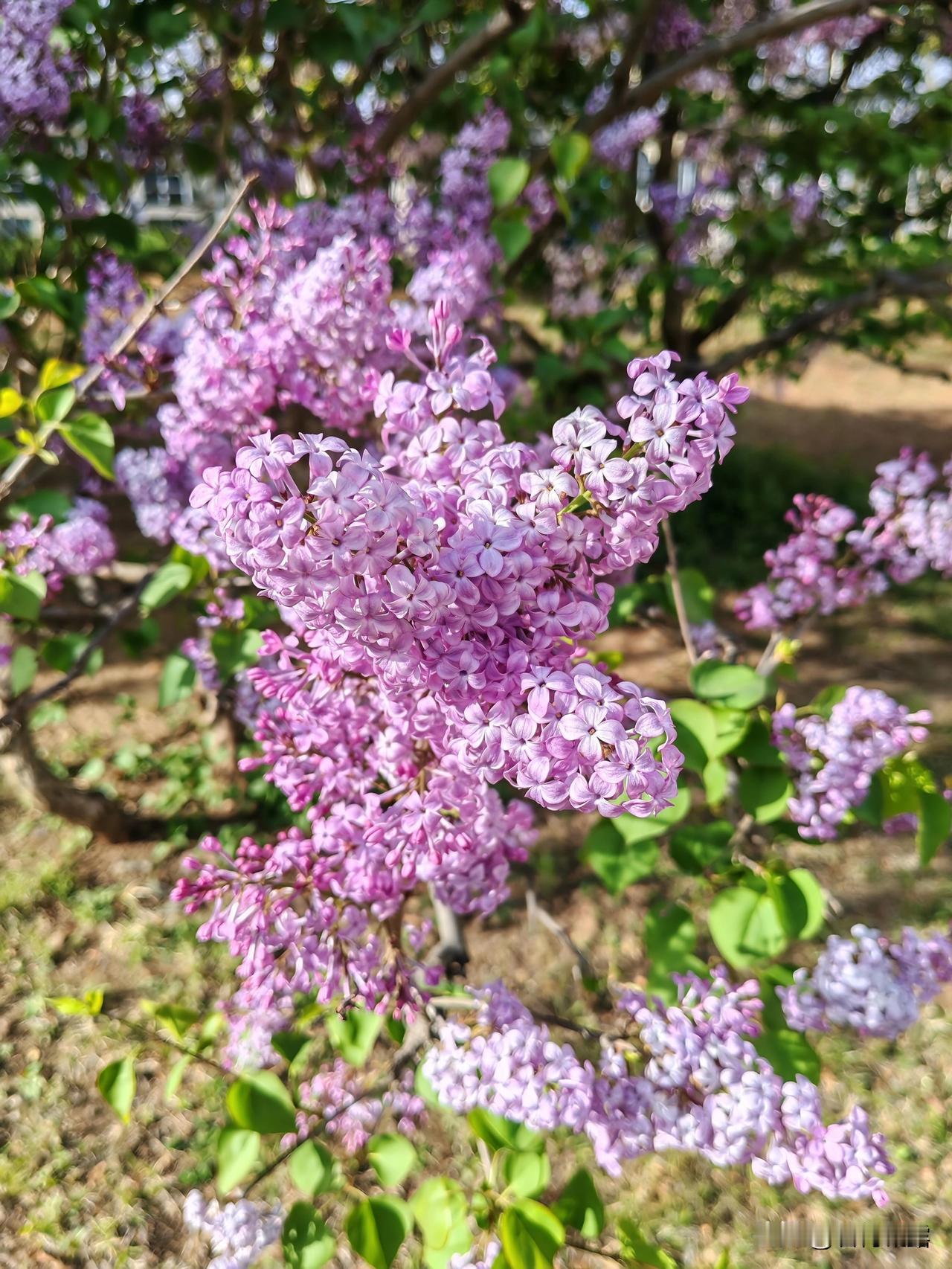 人间醉美四月天，出门散步赏花，路边的紫丁香都开花啦，阵阵清风飘来丁香的花香，花姿