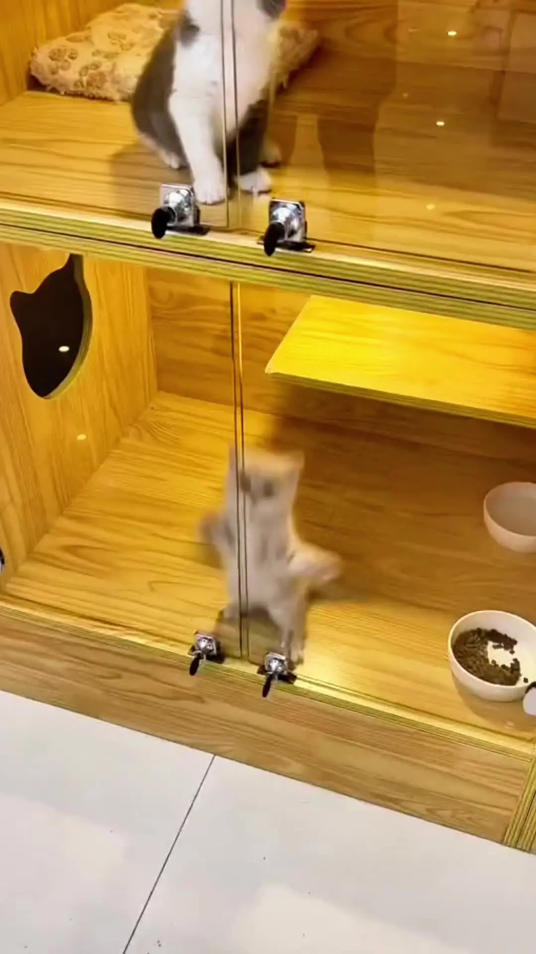 这样的小猫你喜欢吗？