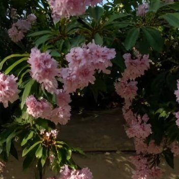 鞠婧祎老婆测实时专用 每一个清晨，记得提醒自己:没有奇迹，只有你努力的轨迹；没有