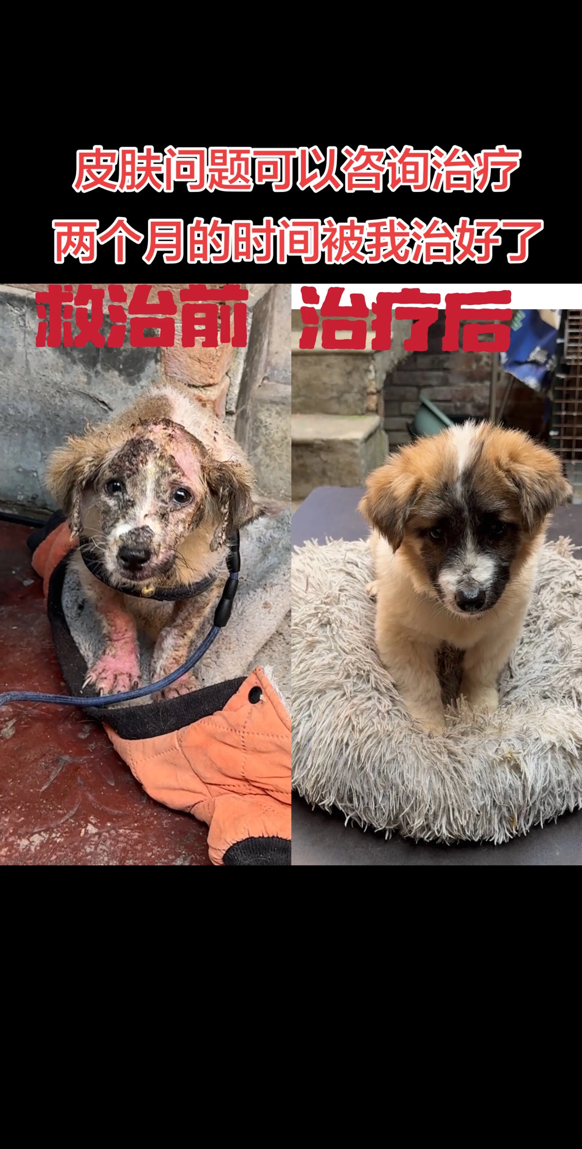 像这么严重的皮肤病要给他吃阿莫西林消炎，很多人都不知道阿莫西林是我们养...