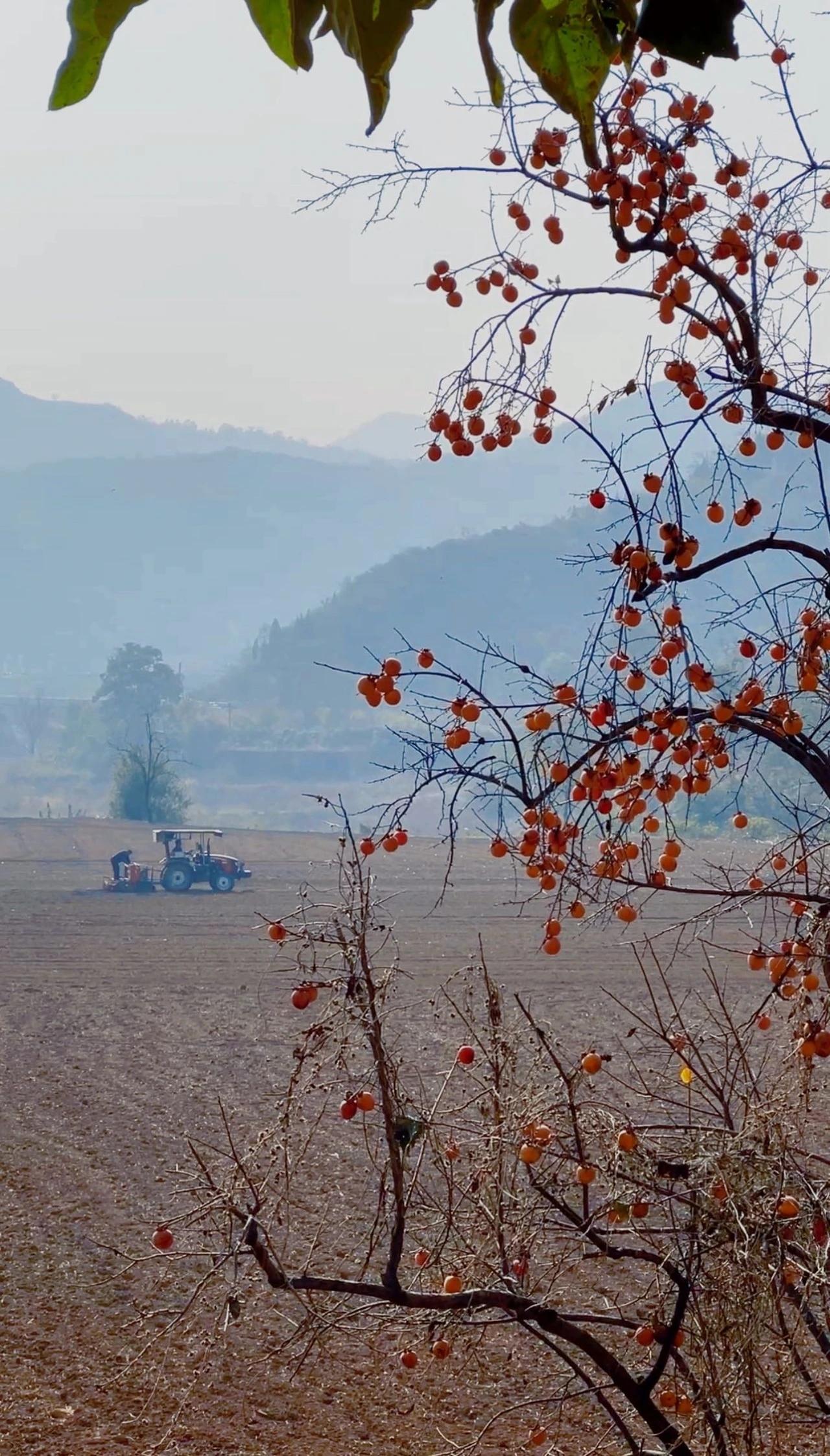 分享我这周有趣的事：
秋天成熟的柿子挂满了枝头，晶莹红润，像一盏盏美丽的灯笼。这