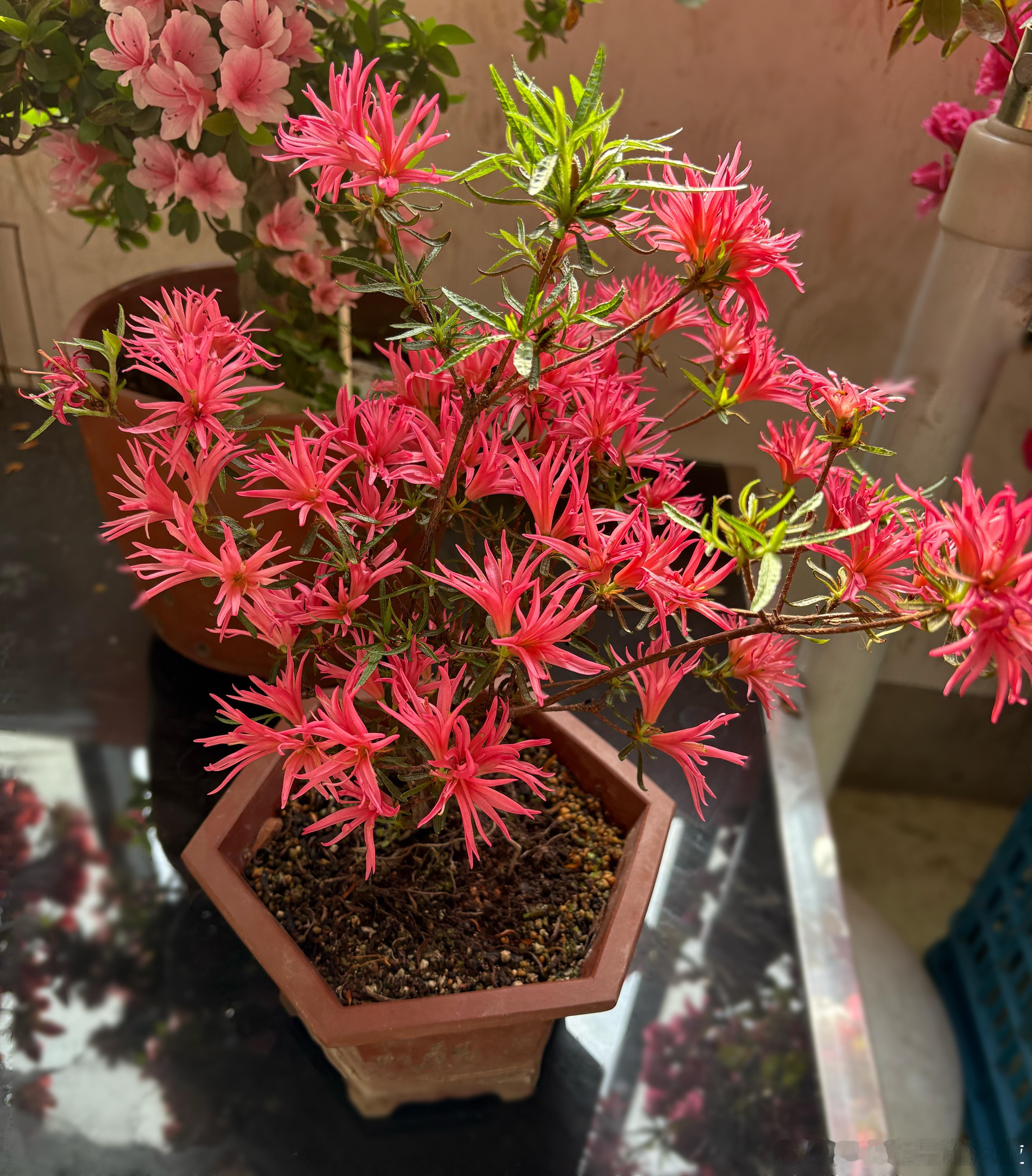 邻居的花又开了2盆新的！！每天来上班出了电梯就看到它们真是很不错！！ ​​​