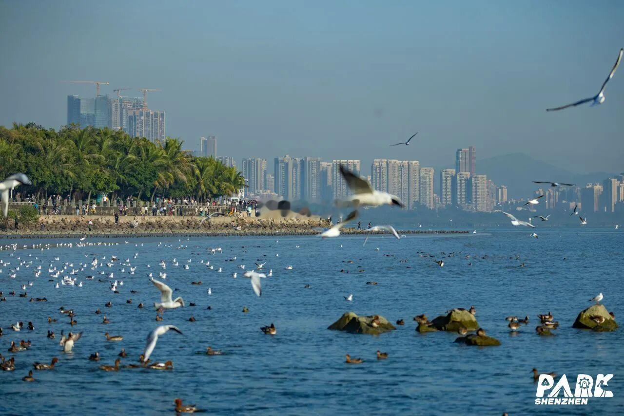 敢想、敢试、敢闯、敢拼，是深圳人与生俱来的气质。当然，深圳也不是只有搞钱，还有遍