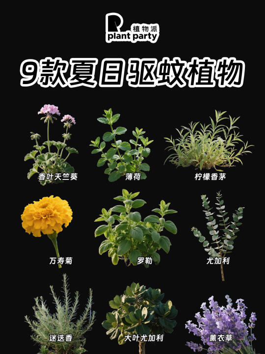 夏日必备🪴蚊子全没🪴超强绿植合集