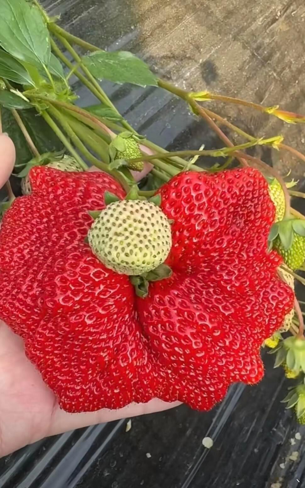 莓莓上内🍓| 奇异霸王龙草莓花|||意外长成的“草莓花”，这样能吃吗？没想到跟