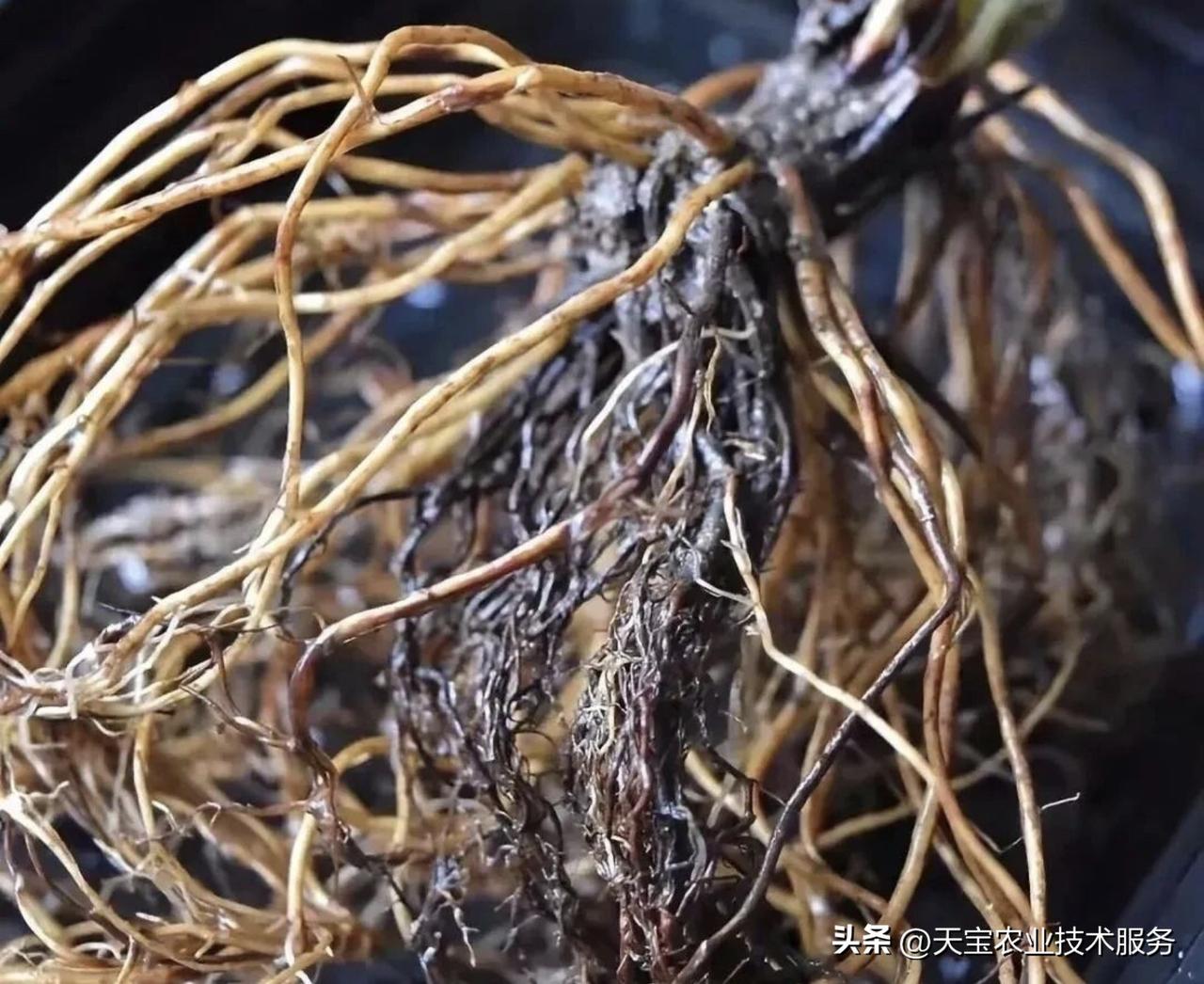 哪一种生根肥料生根又快又好? 
根系是作物吸收水肥、决定长势与产量的核心。生根肥