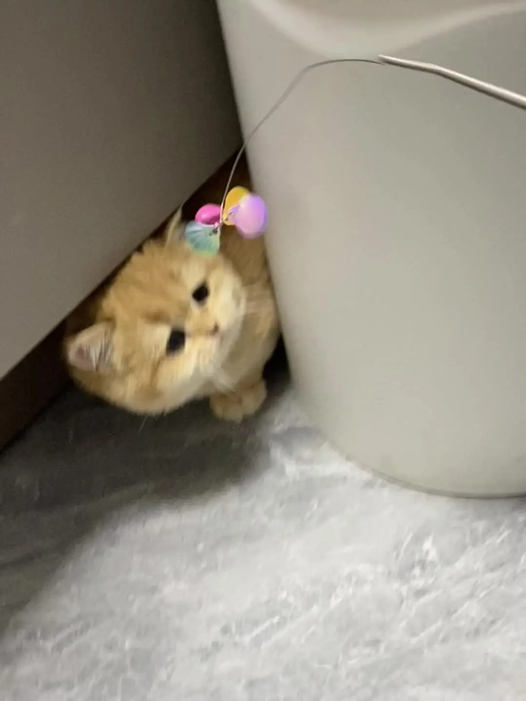 谁能拒绝傻憨憨的小猫咪 广西桂林金渐层猫舍
