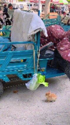 菜市场偶遇偷嘴小兔！纯天然免费午餐😂
 
谁懂啊！在热闹的菜市场撞见一幕超治愈