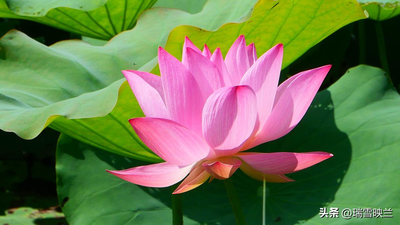 我认为应该

孩子的自控力差，游戏又是越玩越上瘾的，不禁止孩子会一直沉迷在游戏里
