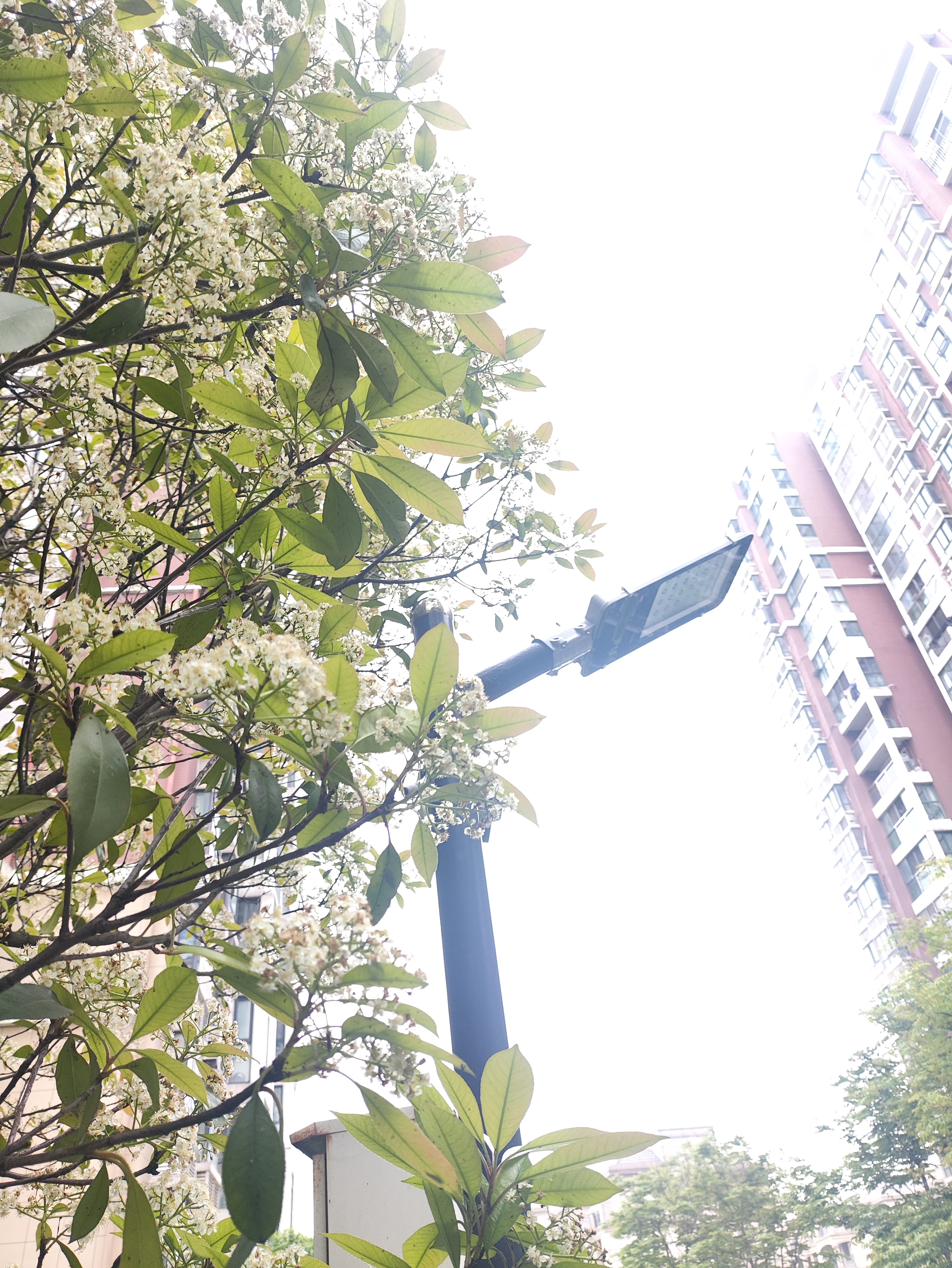 好吧，她已经几年没给你们的鹿晗鸽鸽祝福生日了，头条爆了，weibo，嗯…… 