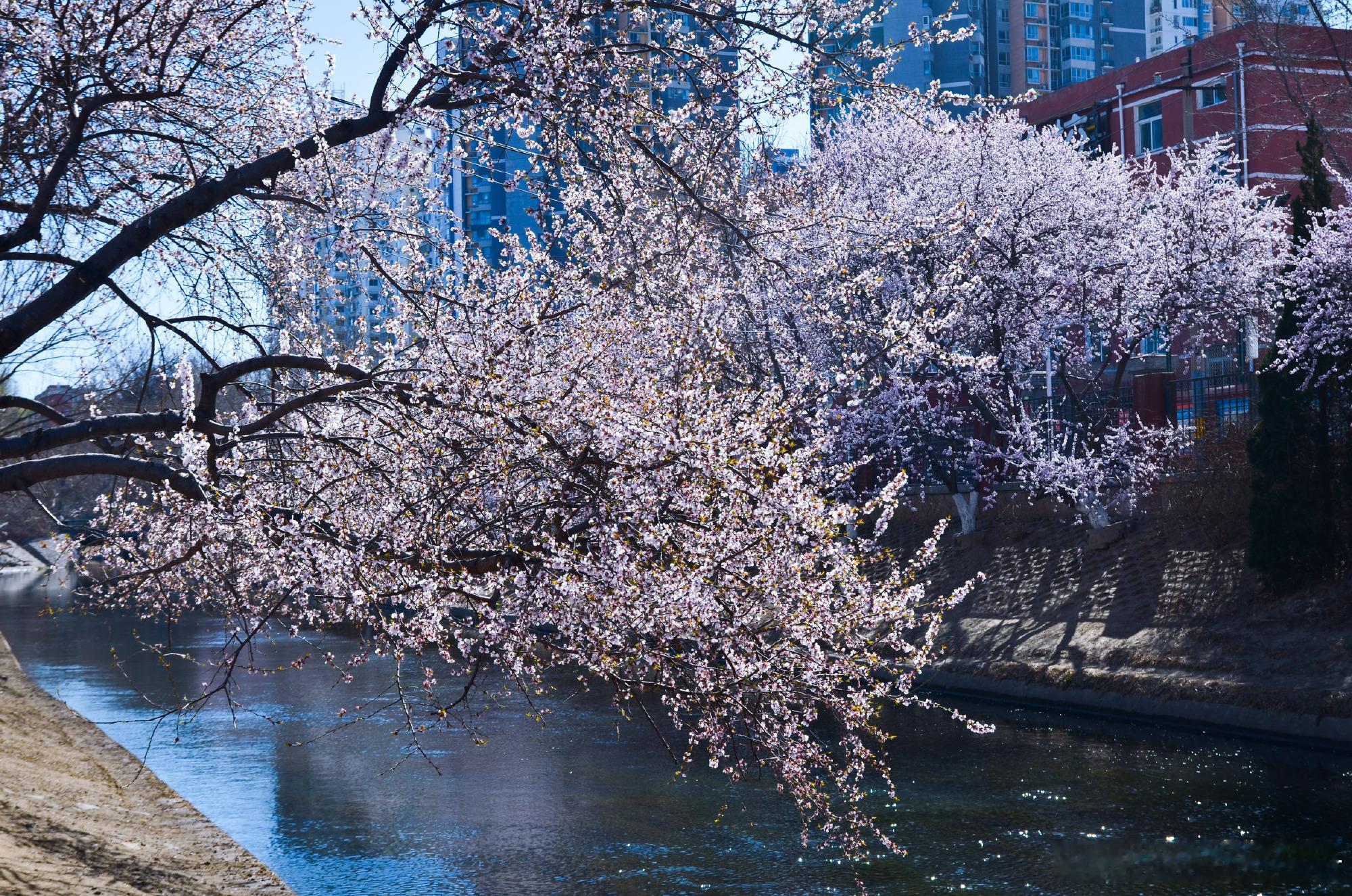 十里堡二道沟河桃花完全盛开，3月20日中午路过打卡摄影 ​​​