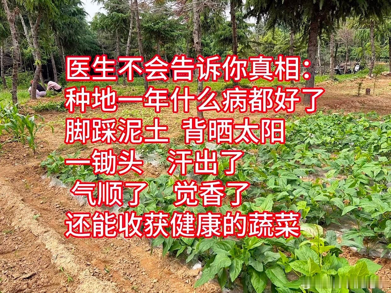 三农毒鸡汤 三农短视频很热的一句毒鸡汤：“医生不会告诉你的真相，种地一年，什么病