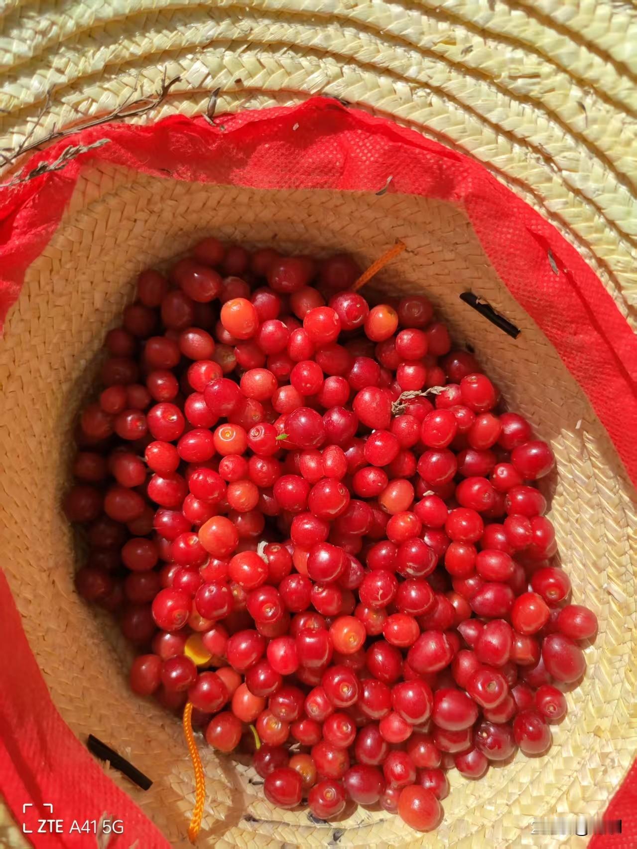 山里的野樱桃熟透了，槐花开了。
满山遍野，红的红、白的白，既有槐花扑鼻的清香，又