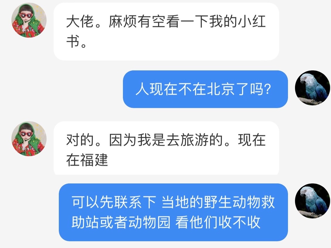 #鸟粉投稿# 颐和园捡到的一只落巢的【灰喜鹊】幼鸟小天才是来旅游的，当我看到这条