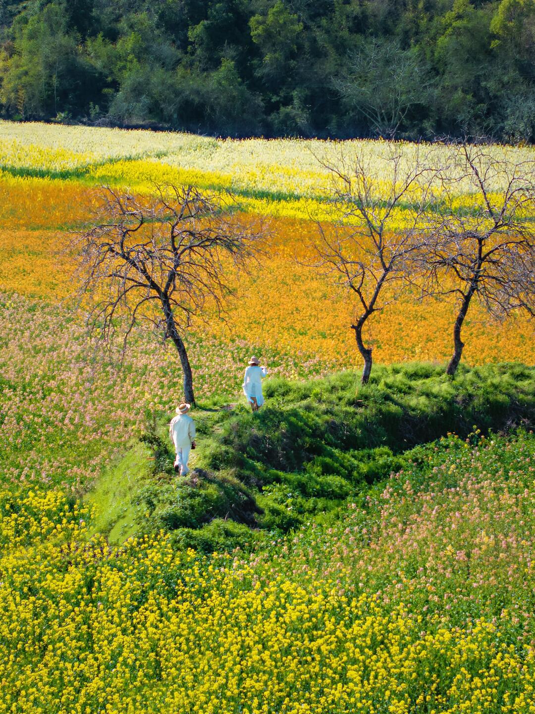我来婺源上春山| 满👀金色海洋