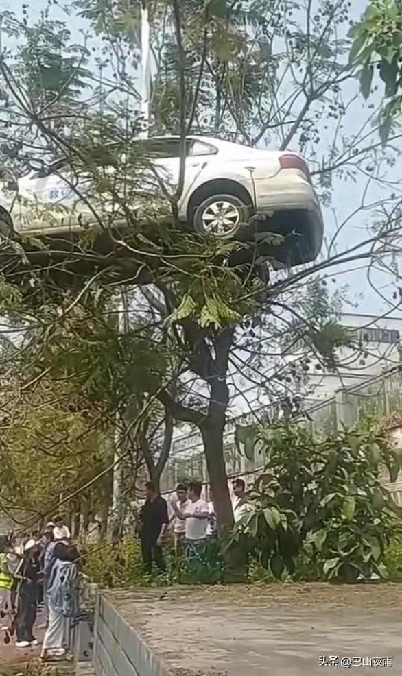 教练车开树上了？
这操作给我看傻了！
 
家人们谁懂啊！刷到这张图直接给我看懵了