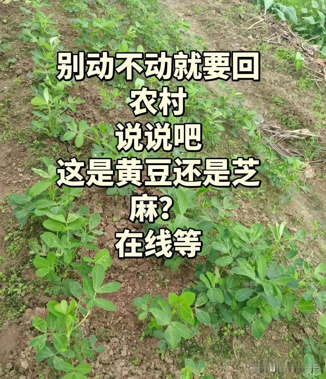 别动不动就要回农村，

说说吧这是黄豆还是芝麻，

在线等
