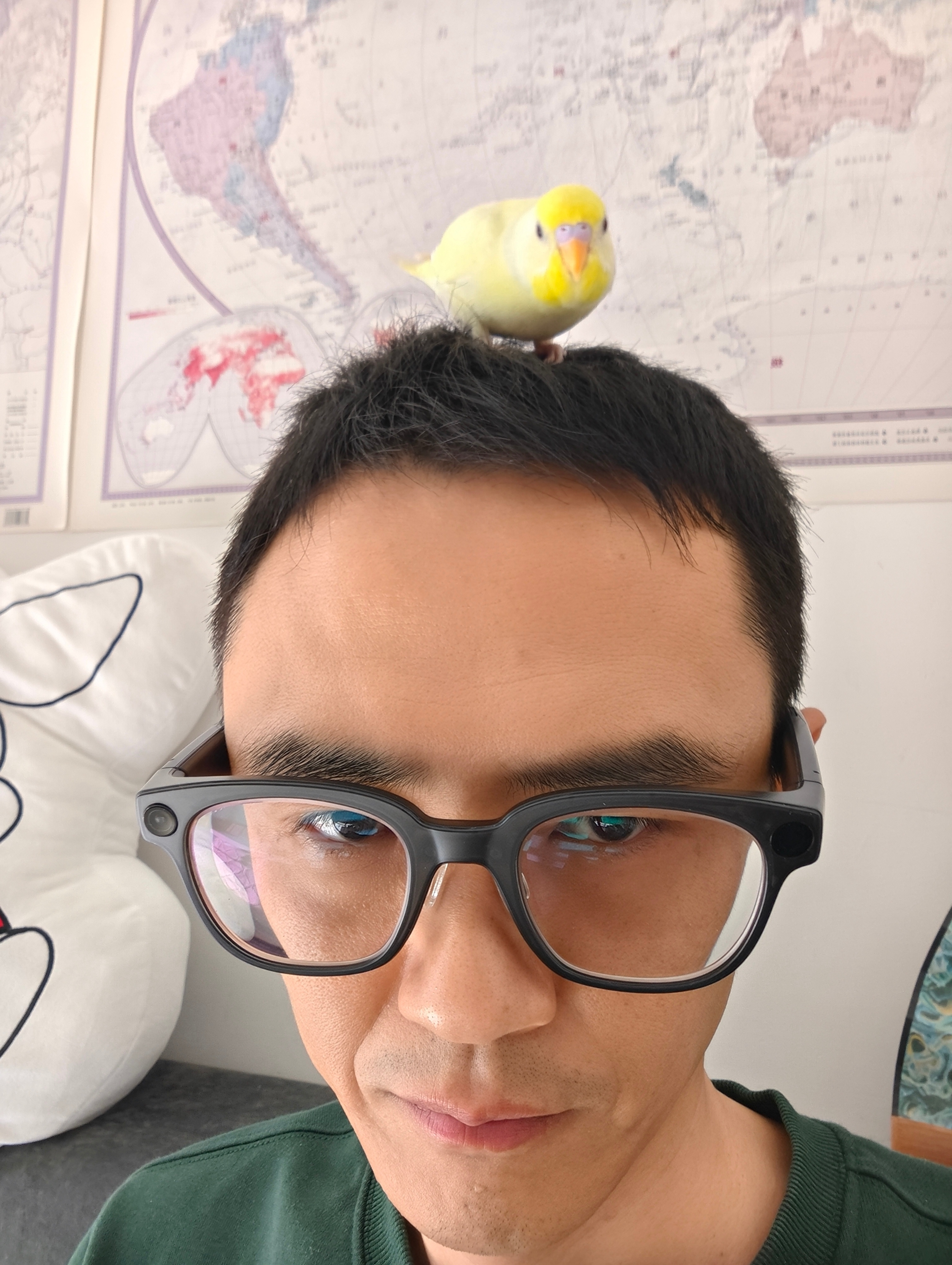 布丁！不许啃我的眼镜！也不许啃我的手机！更不许在我头顶拉粑粑！我的头发不需要施肥