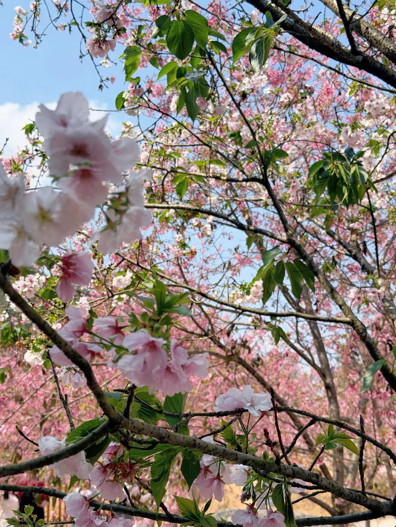 什么是幸福？我无限的热爱着新的一日今天的太阳，今天的鸟鸣，今天盛开着的花儿使我富