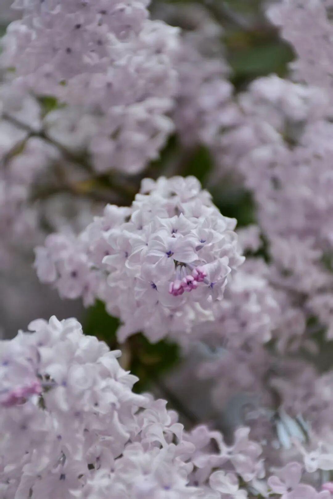 今年春天最想实现的心愿春天已经过去了，我最想实现的心愿也没有实现，不过我觉得还很