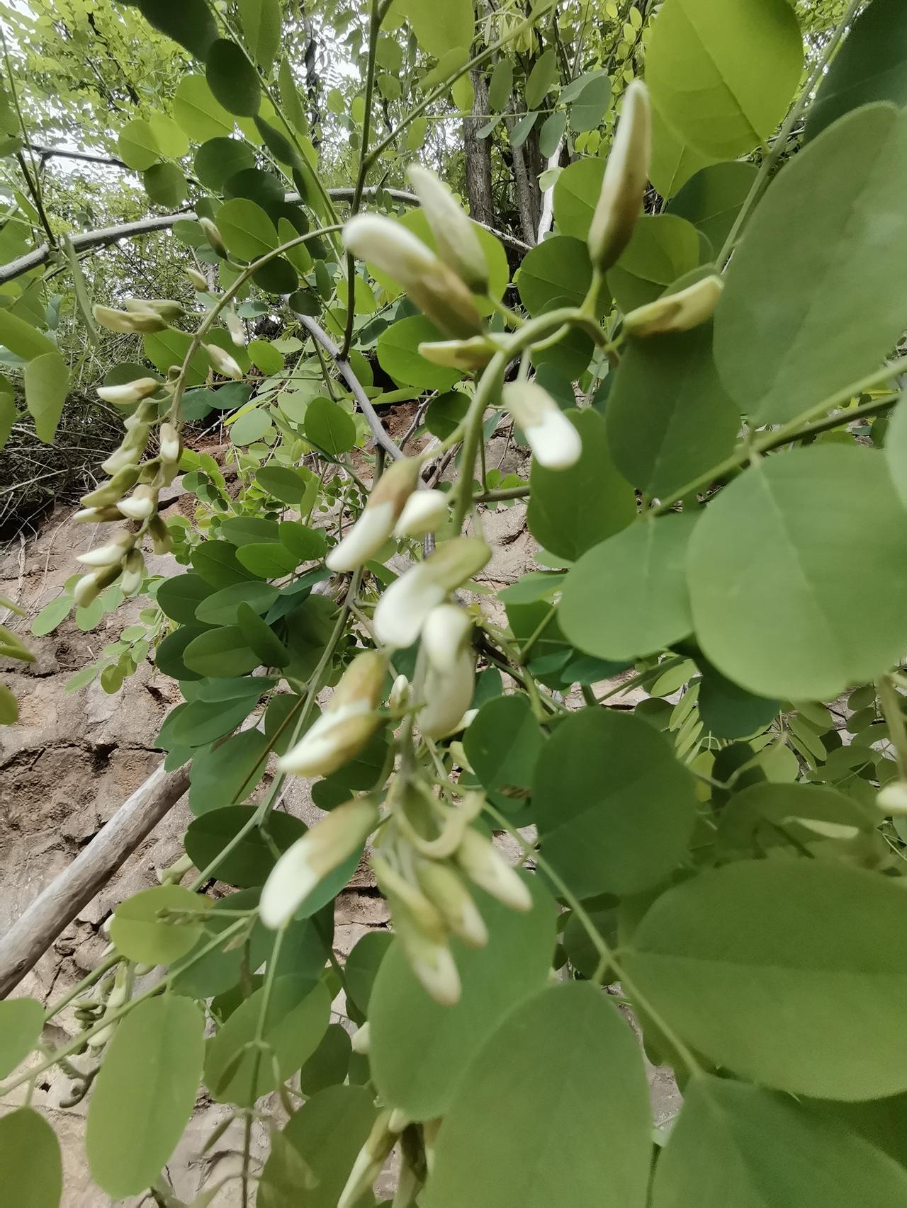 为何部分民办本科院校毕业生在考公、考编、考研过程中，能够战胜公办本科院校毕业生，