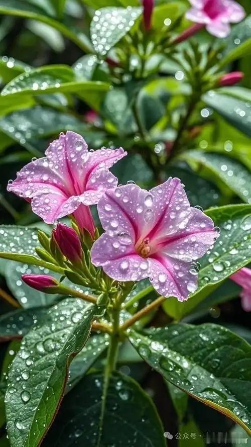 下联：细雨浇开茉莉花。