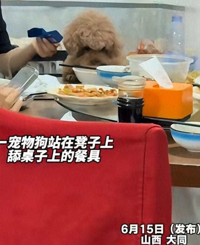 大同餐馆狗上桌后续，老板回应，市监局介入，20年老店口碑崩塌
 
山西大同，一段