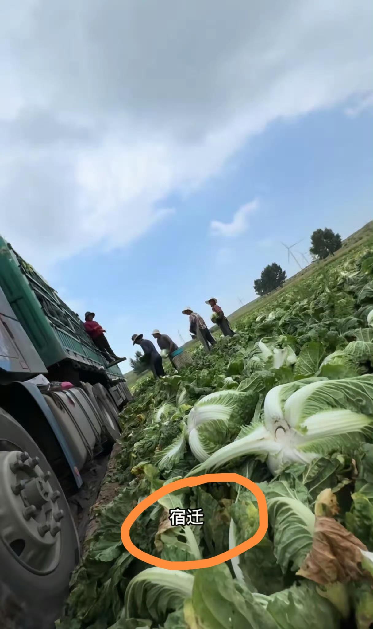 今天河北张家口康保县的一则通报，看得人胃里翻江倒海。
当地白菜收购环节，有人居然