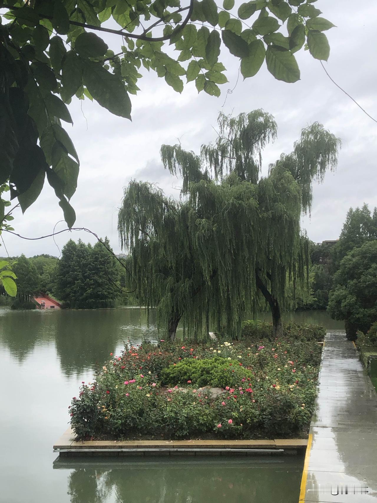 雨后逛公园处处皆是美景，垂柳依依临水而立，岸边各色月季花开得姹紫嫣红。湖面荷叶圆