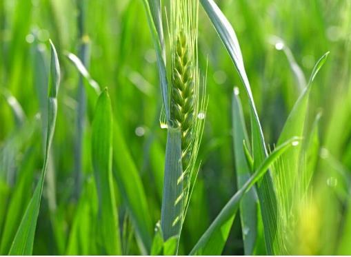 小麦青储行为不可取！
近期，网上对部分地区小麦青储争议不休，更有专家火上浇油，公