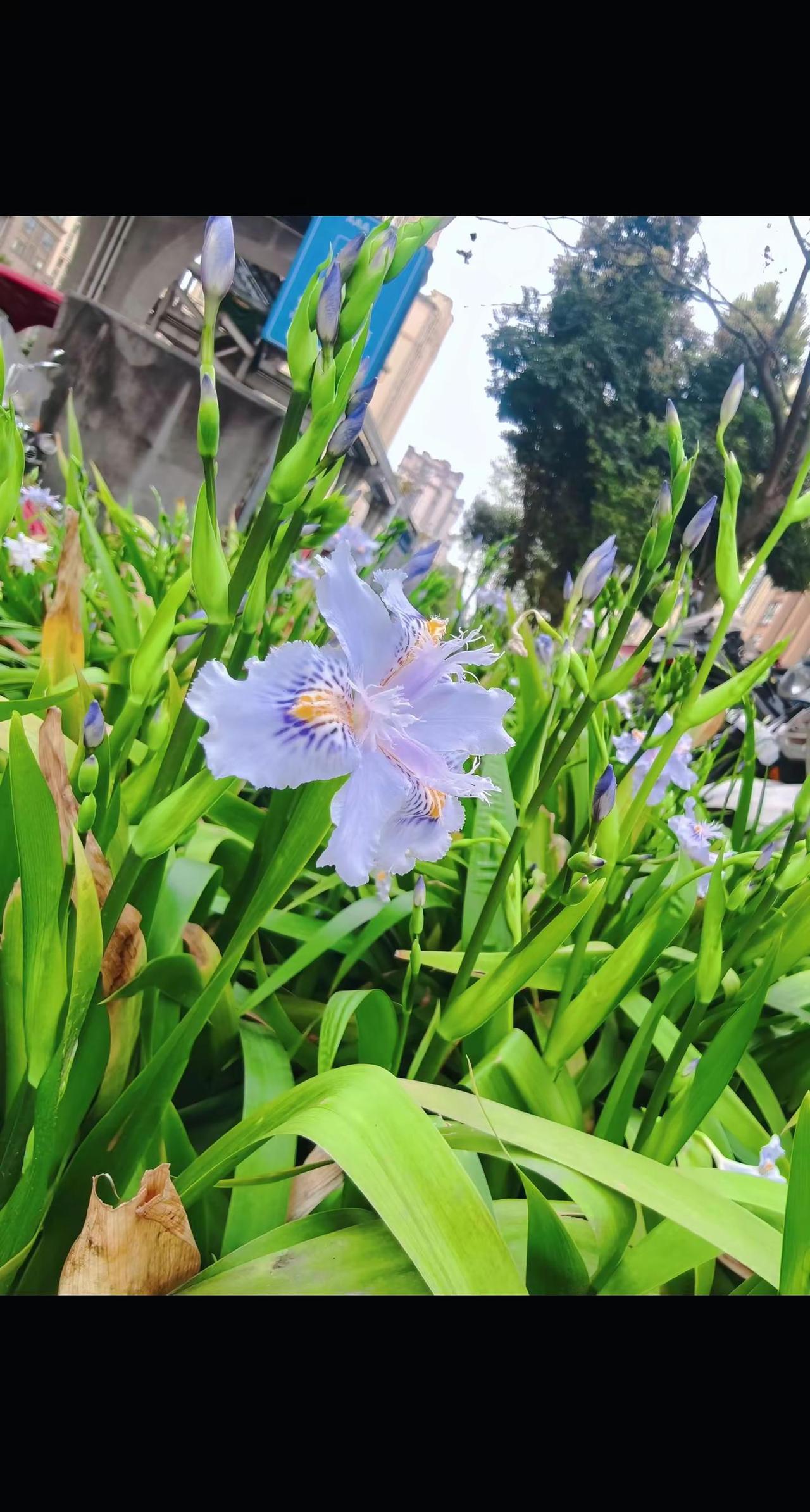 你能叫出它的名字吗 晒晒你拍的花