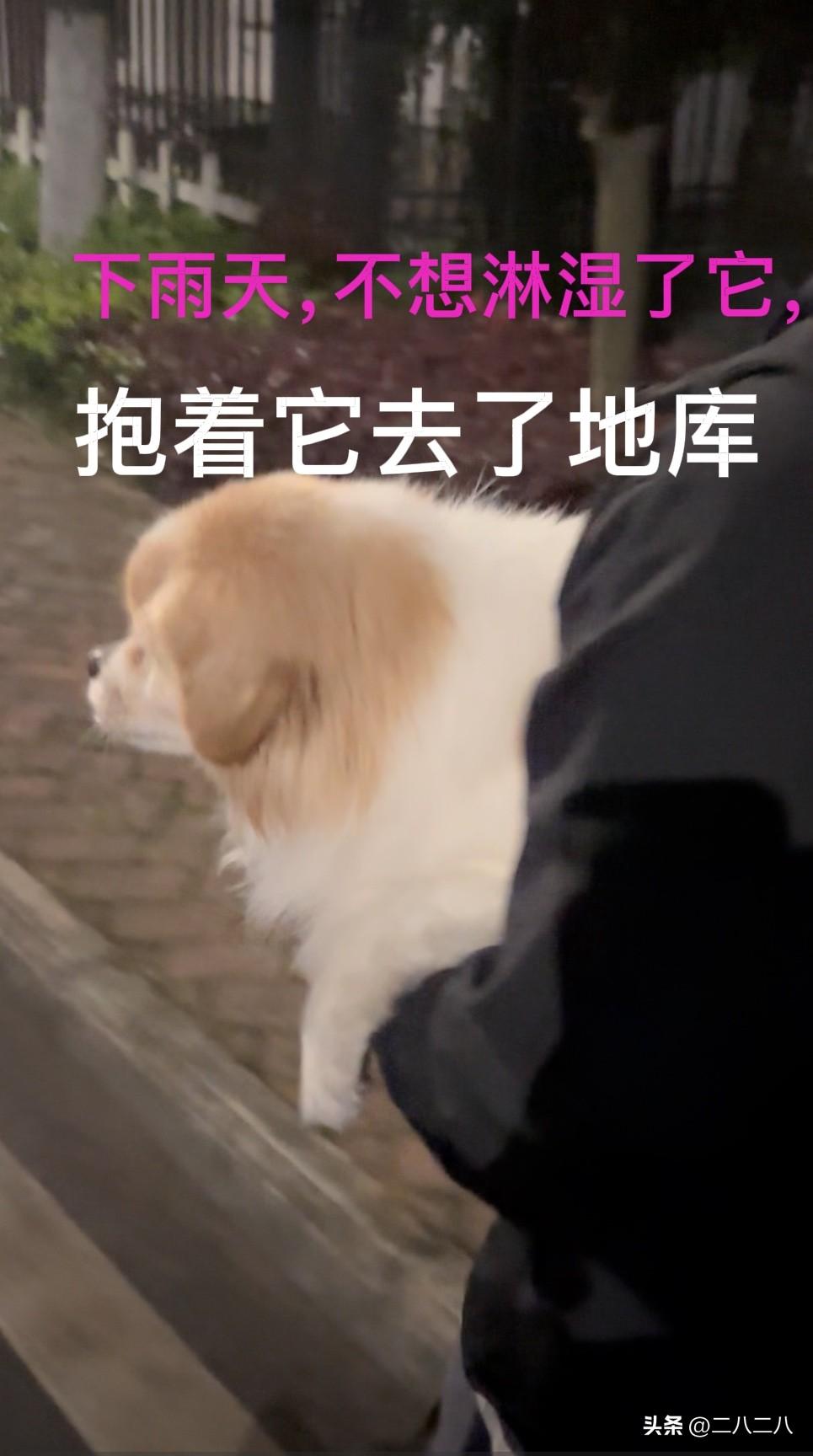 下雨了，怎么溜狗？
昨天晚上8点左右外面在下大雨，可小狗还没有下去方便。想着雨不