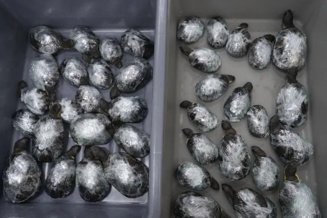 [太阳]什么钱都敢挣啊！我国海关截查两名女子，发现她们裙下藏了68只生物。

（