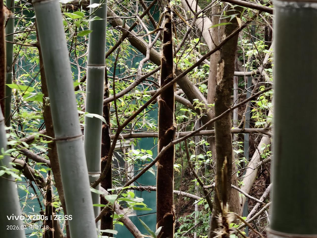 随手拍竹林风景竹林中的嫩竹：下图是闲人爱动在后山竹林中散步时，用手机拍摄的竹林中