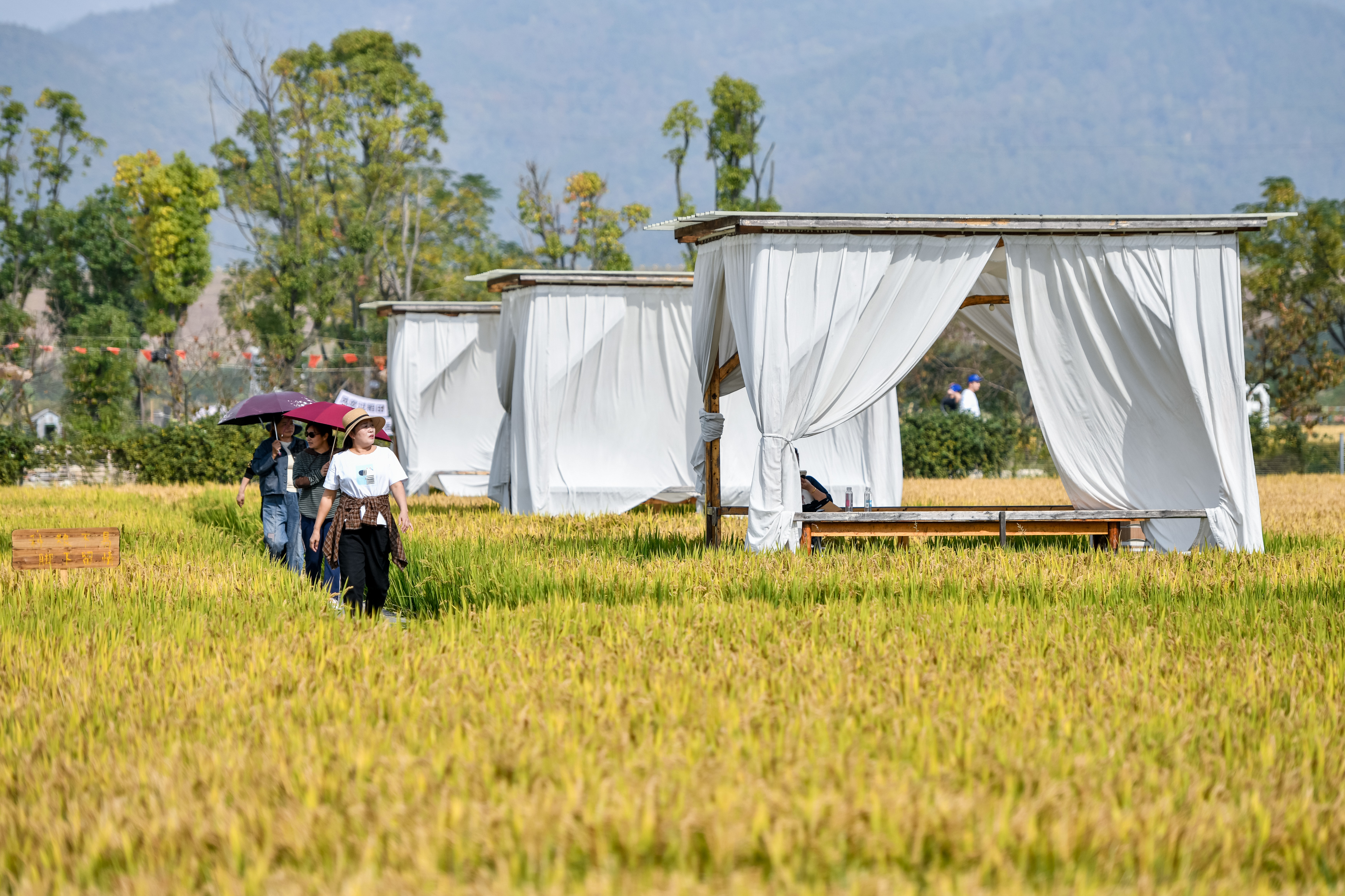 湖北黄梅: 农文旅融合助力乡村振兴