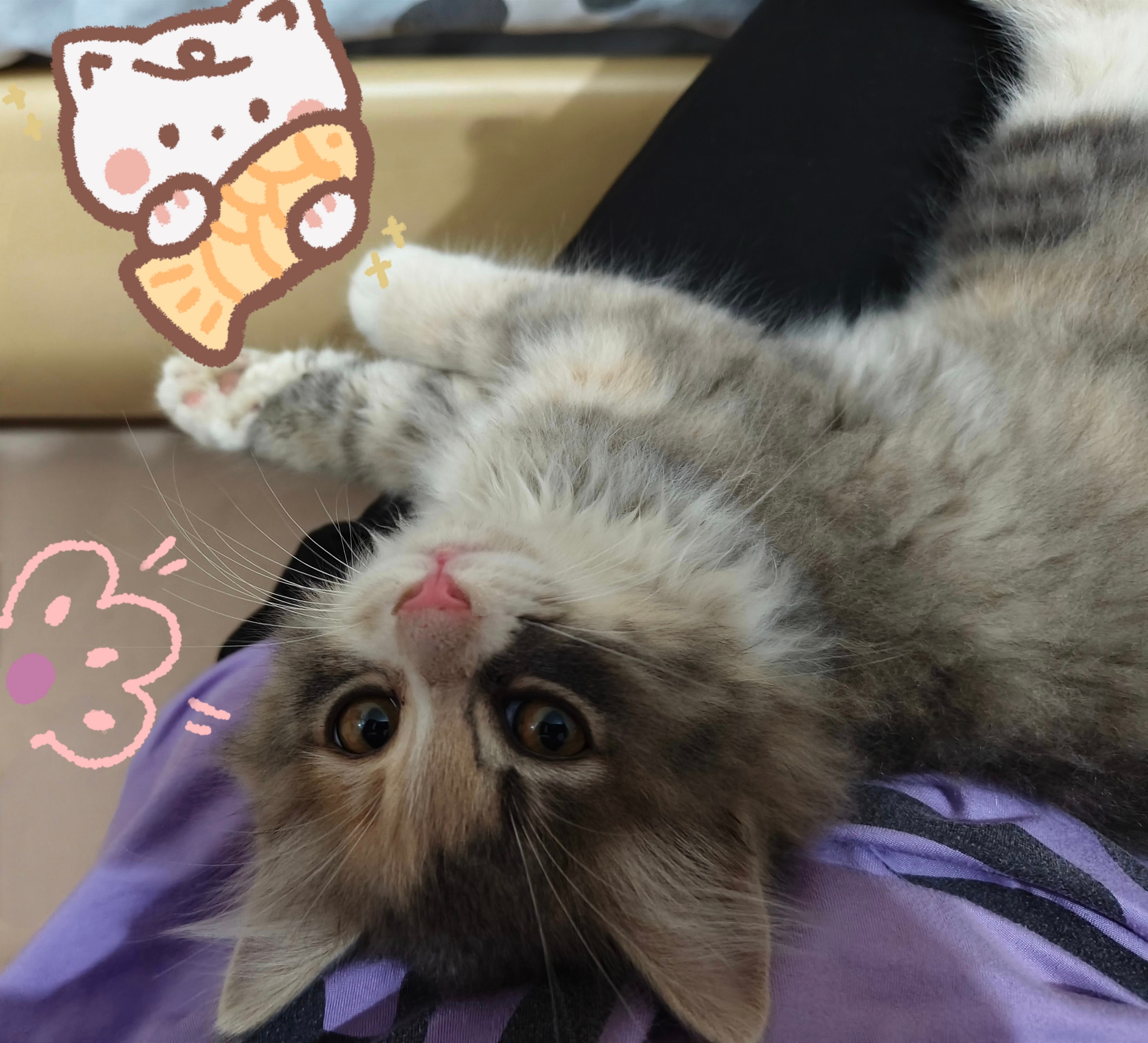 喵 呆在我身边的小猫为何一直响[可怜][可怜] ​​​