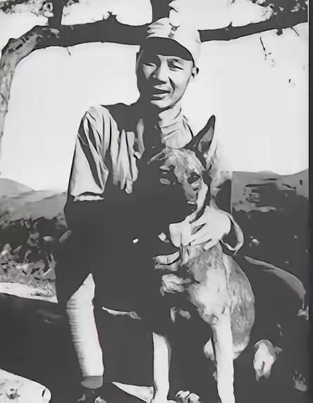 1939年5月，八路军战士们攻下炮楼后，在废墟中发现了一条瘦骨嶙峋的德国黑背。这