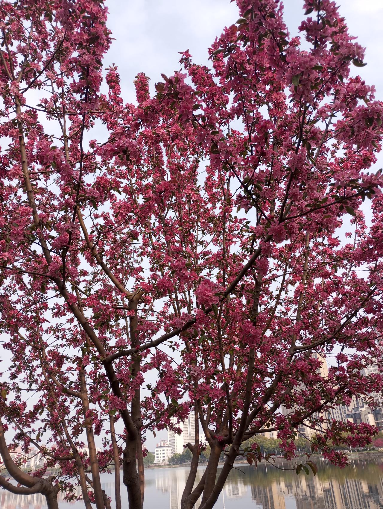 谁懂啊！春天的浪漫全被这棵树承包了！
 
路过小区直接被这棵花树狠狠惊艳到！满树