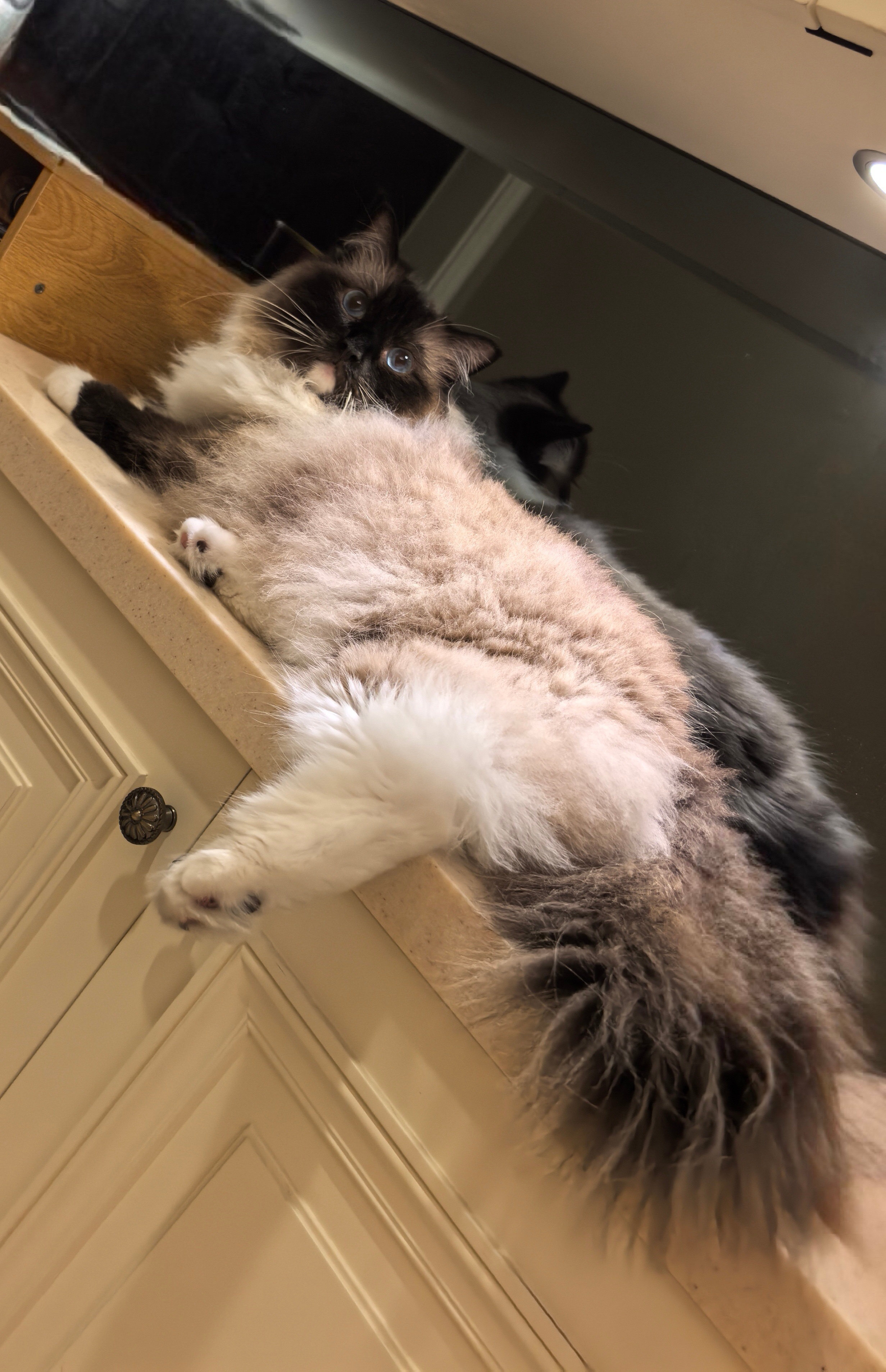 千只瘫痪小猫超65%吃同一品牌猫粮宠物医院里挤满伯纳瘫小猫妈的见鬼了，我家喂的就