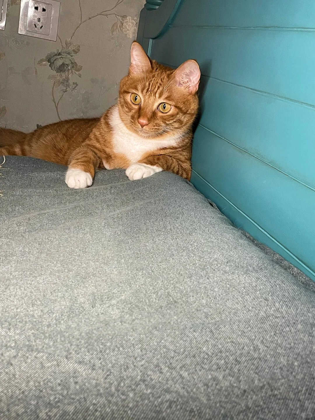 有这样的猫你还熬夜吗？