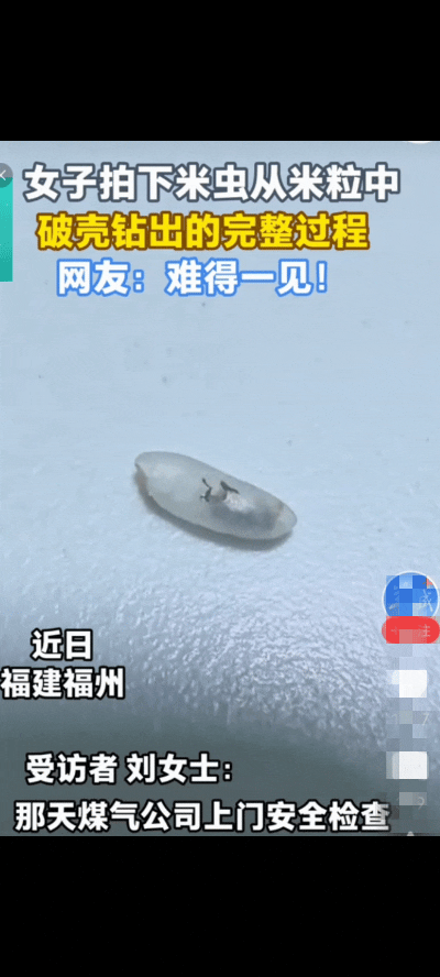 “活久见！”福建福州一名女子在家中发现半袋生虫的大米，还意外拍下了米虫从米粒中钻