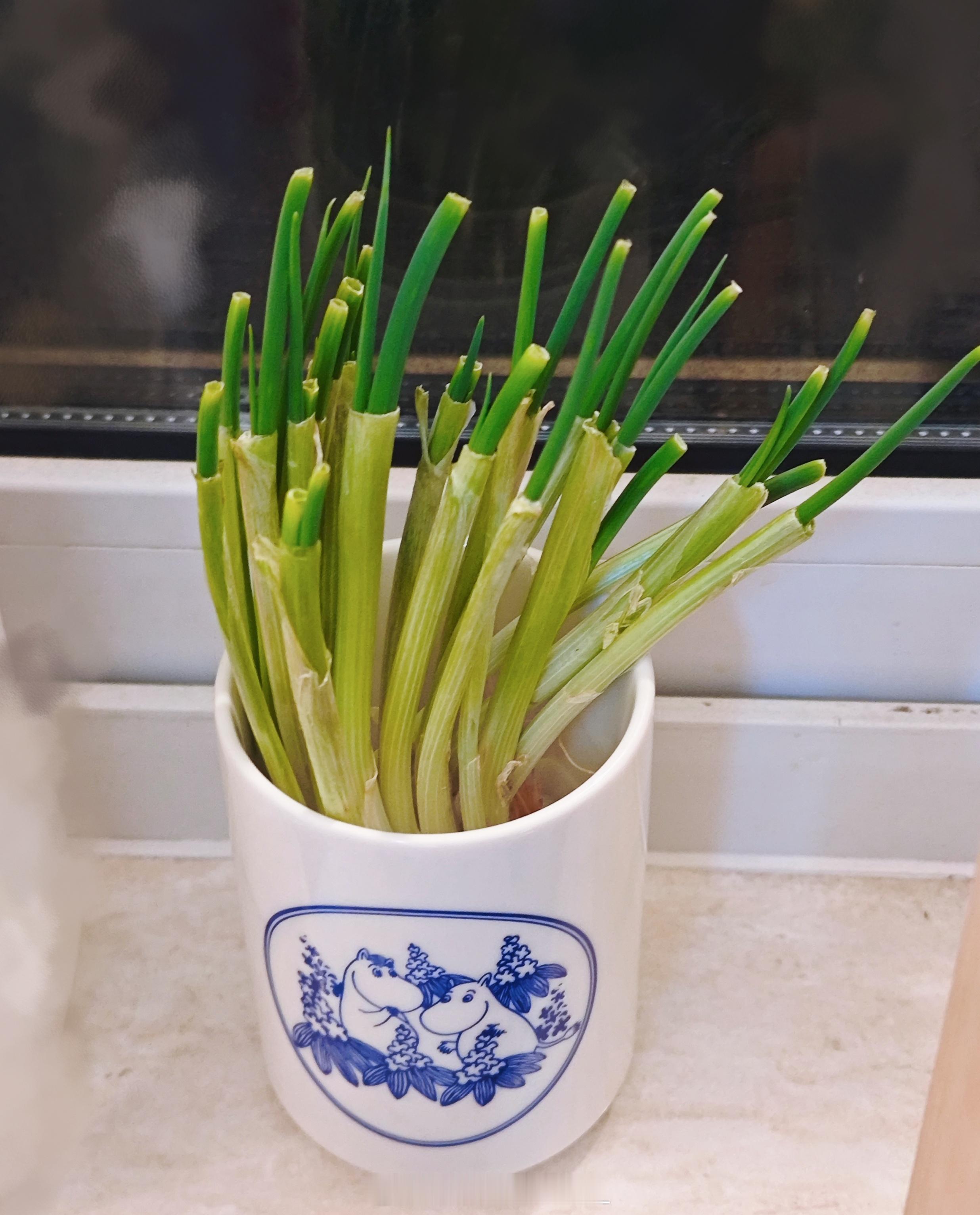 种葱天才登场(๑•̀ㅁ•́ฅ) 