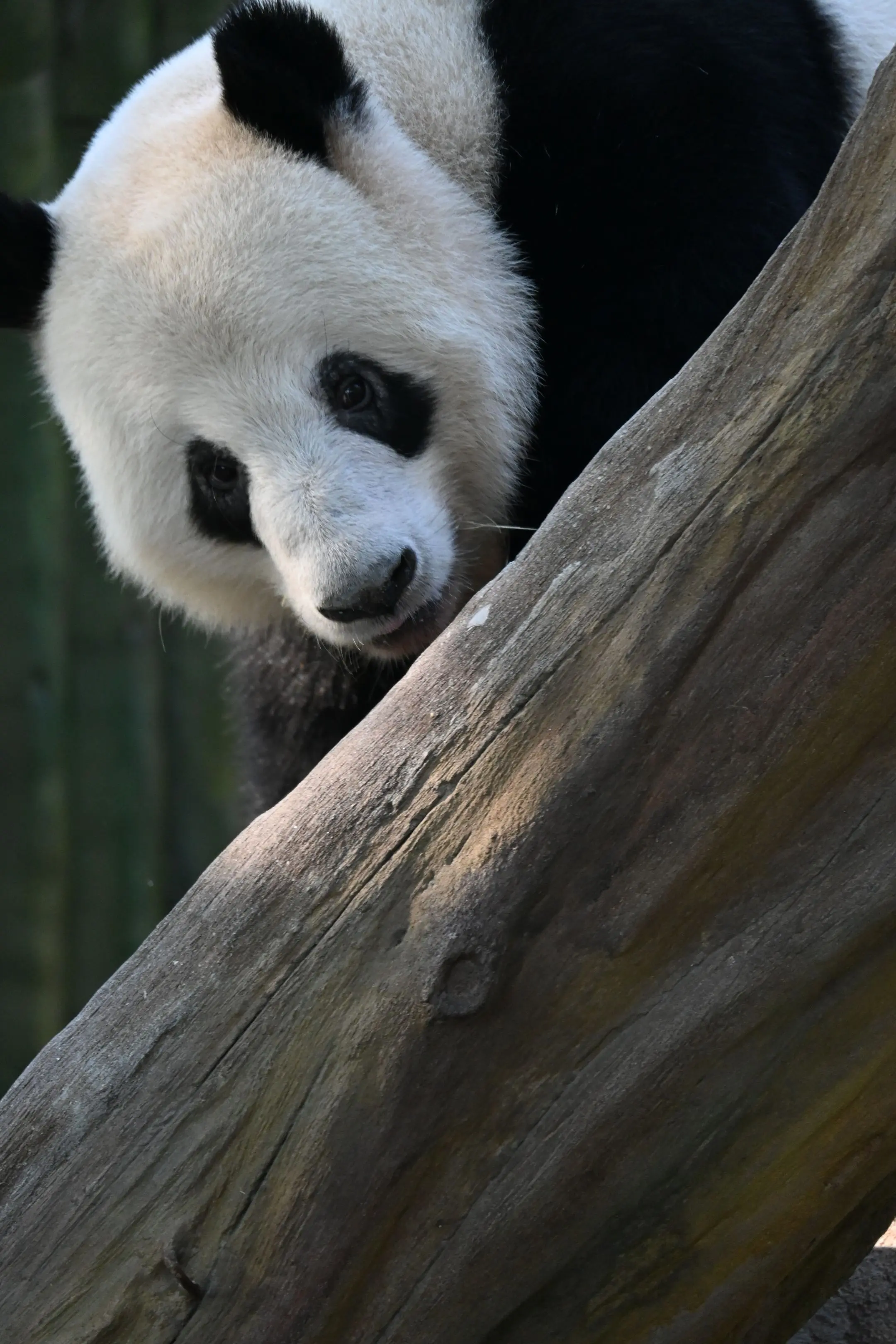 我没什么大志，就想每天看看星一。星一真可爱，就算光头，也是最可爱的光头。