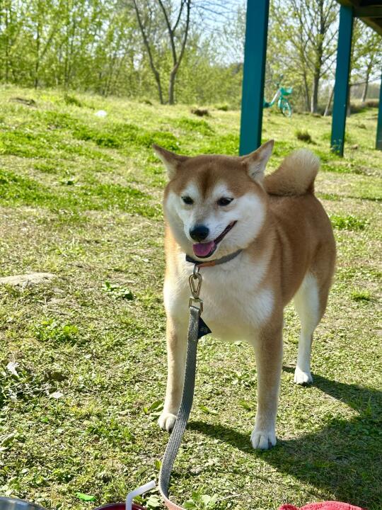 大家好，今天我粗乃玩了